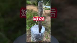 50秒果樹嫁接全攻略：3種方法，簡單步驟，一看就會A complete guide to fruit tree grafting in 50 seconds: 3 methods