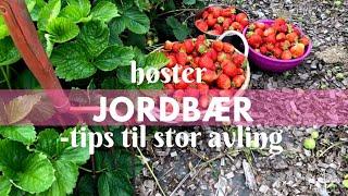 Høster jordbær - tips for stor avling