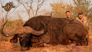 Hunting GIANT Buffalo and Man-eating Crocs in The Omay - Dalton & York Safaris / Win a FREE HUNT!!!