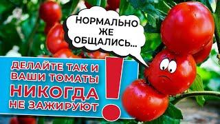 Если сделать так - ваши томаты  никогда не зажируют!