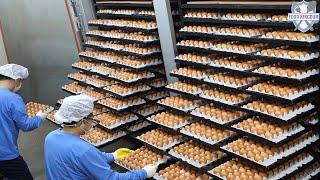 Amazing Korean Egg Harvesting & Processing Factory