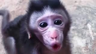 Little baby monkey | Monkey Life