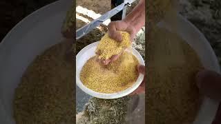 Qoʻzi boqish SirlariZohidjon Xakimovdan️️