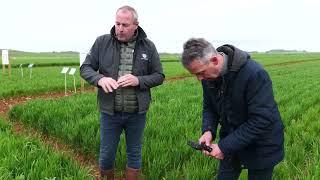 Décaler son semis pour limiter l'enherbement : Visite de la parcelle du champFriand BASF