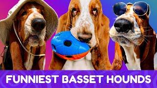 These Basset Hounds are Guaranteed to Make You Laugh! New #2