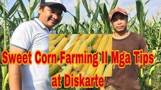 Sweet Corn Farming In The Philippines II Anu ang Tamang Diskarte sa Pag tanim ng Sweetcorn