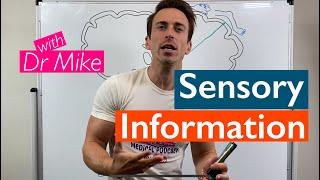 Sensory Pathways | Touch/Proprioception vs Pain/Temperature