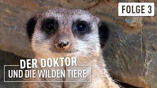 Erdmännchen auf Abwegen | Der Doktor und die wilden Tiere | (3/6)