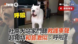 杜高犬站家門聽救護車聲　超獨特和音激似：呼啦！│寵物│狗狗│