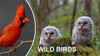 WILD BIRDS (Funny bird video)