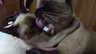 Siamese cats lickfest