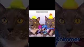 видосик @kotiynet #врек #котофейка #мем #видосыоткота #cat #котинет #школа