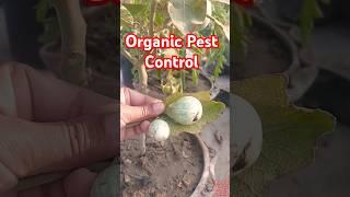 Boost Eggplants Yields by This method. #eggplant #gardening #diy