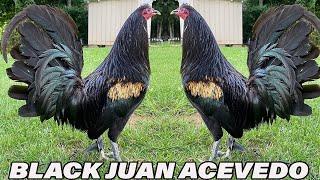 Kentucky Show Beautiful Black Birds - JUAN ACEVEDO FARM USA