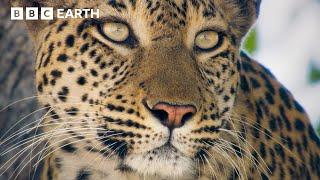 Famished Leopard Traps Impala | Big Cats 24/7 | BBC Earth