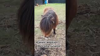 welcome juliette.  miniature horse.  #welcome #horse #miniature #life #love #animals #cute