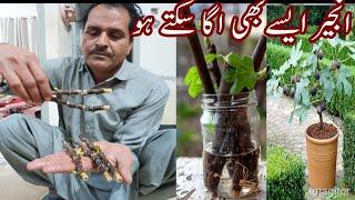 Propagation Fig trees from cuttings.Propagation fig from cuttings in water.(Anjeer) Best success.