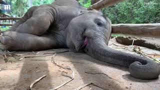 Hilarious moment baby elephant makes funny noises as he sleeps