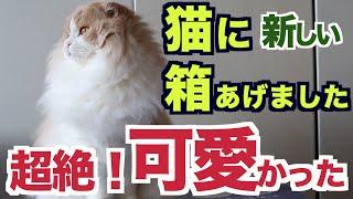 猫に新しい箱をあげたら超絶かわいかったんです！笑