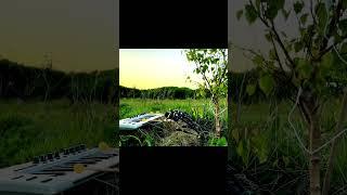 Birch Tree Playing Keyboard #nature #sunset #experiment #synth #bionics