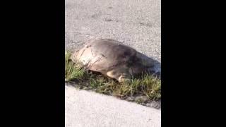 Florida softshell turtle