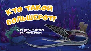 "Кто такой большерот?" Познавательная программа с Александром Толмачевым