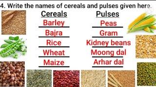 Cereals and pulses || Lesson with Worksheets || Practice questions on cereals and pulses