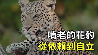 啃老的花豹，因豹媽受傷，只好學會獨立！ #nature #wildlife #animal #wildanimals #animals