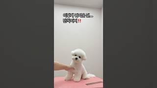심쿵주의️ 심장 약한 사람은 조심하세요!!-미니비숑미용- #몽블리스사랑이 #bichonfrisegrooming