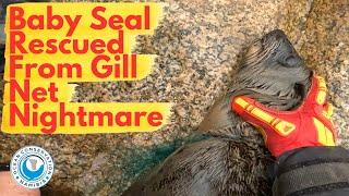 Baby Seal Rescued From Gill Net Nightmare