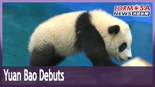 Taipei Zoo’s baby panda Yuan Bao makes public debut