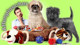 Affenpinscher Dog Breed Guide: Grooming, Training, and Care Tips