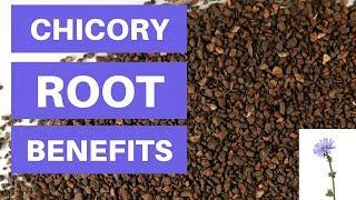 Chicory Root Benefits And Side Effects - Is Chicory Root Fiber Good For You?