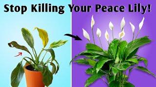 7 Important Care Tips If You Want To Stop Killing Peace Lily!