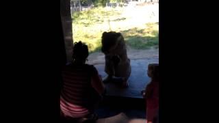 Mama lion wants to eat human baby (part 1)