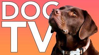 DOG TV: 10 HOURS of Fun Exciting TV for Dogs and Puppies!