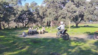 Vamos con las motos y acabamos en una granja de PATA NEGRA y llenos de agua