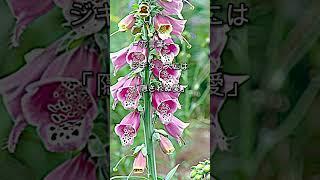 【生成AI使用】ジギタリス花言葉紹介ショート