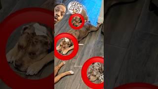 THESE PITBULLS EAT $1,000 GRADE A BEEF AS A TREAT   #youtubeshorts #mrbrownreacts #shorts