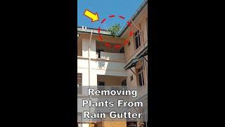 Removing Plants From Rain Gutter #shorts