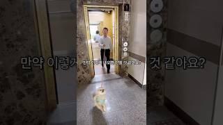 엘리베이터에서 내릴 때 눈 돌아가는 강아지 행동교정법