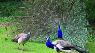 AMAZING WHITE PEACOCK DANCE • BLUE WHITE PIED PEACOCK