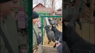 Ноябрь, 4 (часть 1) #video #нск54 #осенний #2024 #тренды #trending #animals