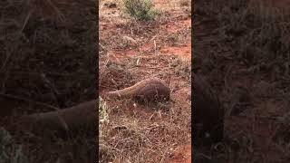 Rare sighting of a pangolin in Taita Hill Wildlife Sanctary