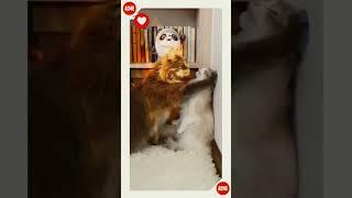 Cute Cats  // Cat funny moment // Cat moment // @SevinchLyrics  #cat #animal #shorts