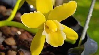 phan trí côn lùn tp đẹp, xích long, khoa mai, tiên sơn, quỳnh hương, xanh huế...nhan 4n đẹp..