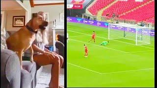 Dog Watching Soccer Game | Dog Reaction To Football |