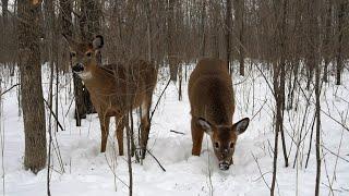 10 Hours - Forest deer with squirrels and birds - February 4, 2022