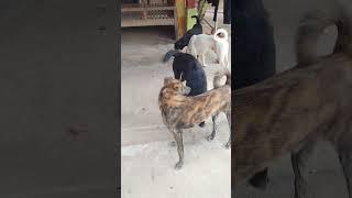 Simple dog skills training 1