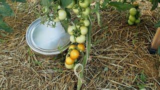 I planted 4 kinds of tomatoes. One I will never grow again. Here is why!